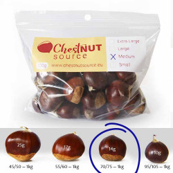 Fresh Chestnut - Medium